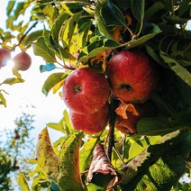 문경사과농장 문경사과 문경부사사과 꿀사과 3kg5kg, 5kg 13과