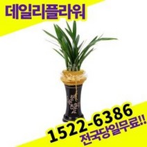 산천보세 동양란 난 개업화분 승진축하 영전 난배달, 1개