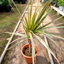 드라세나 마지나타 핑크 실내공기정화식물 공기청정식물, 단품, 1개