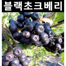 초크베리(블랙/아로니아) 실생3년 결실주(분) 3개/나무 묘목/과실수/유실수