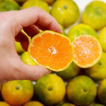 제주 귤 노지 서귀포 하우스 감귤 농장 1.5kg프리미엄과S