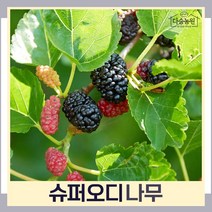 오디나무 묘목 슈퍼오디 R6cm 개화주(분) 1개