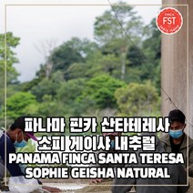 (커피생두) 311 파나마 핀카 산타테레사 소피 게이샤 내추럴 500g