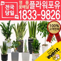 개업화분 인테리어식물 배송 떡갈나무 대엽홍콩 뱅갈고무나무 관음죽 알로카시아 소철 극락조 만냥금 무늬벤자민 파키라, (선택106)진백, 1개