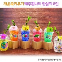 개운죽키우기 배추흰나비한살이(6인용)