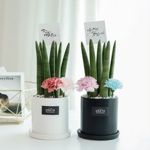 그라토 산세베리아 스투키 모던 고급 화분 실내공기정화식물 집들이선물, 블랙과화이트 둘다구매
