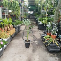 식물공장 신종겐차야자 켄차야자 70~100cm 199s 중대품 실내공기정화식물 거실화분