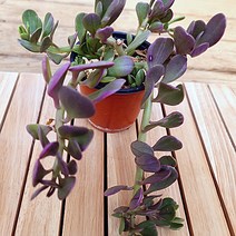 보라색으로 물들어가는 야곱세니금 키우기 잘키운 다육식물140 랜덤, 단품