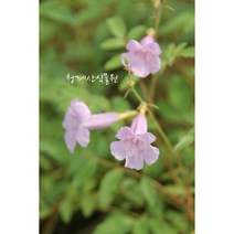 분홍애기능소화