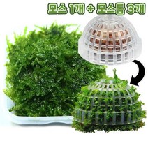 무결점 미니삼각 모스+플로팅 모스돔 3개 세트-미미네아쿠아