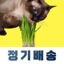 [정기배송] 뮤토 데일리 캣그라스 하루에 하나씩 꺼내서 바로 먹이는 고양이 풀, 2회, 데일리캣그라스 귀리2개 [총4개], 매주