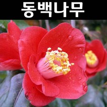 동백 나무 묘목 실생2년 포트묘 5개/정원/공원/조경수