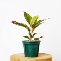 아글라오네마 오로라 공기정화식물 분갈이 완성 슬릿 화분, 선택:아글라오네마 오로라