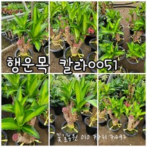 행운목 칼라 중품 0055 특랜덤 공기정화식물/미세먼지/공기정화효과 공기정화식물