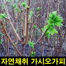 지앤제이 고씨네 가시오가피300g 가시오가피 야생가시오가피, one color, free