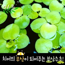 [미초] 아마존 프로그비트 5뿌리 / 부상수초 / 초보 수초 / 구피 수초 / 치어 수초