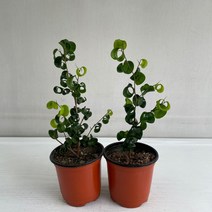 바로크벤자민 2개묶음 실내공기정화식물 반려식물 플랜테리어 온누리꽃농원