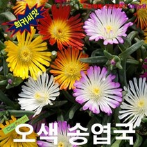 (희귀씨앗) 경사지에 지피식물 오색송엽국 25립