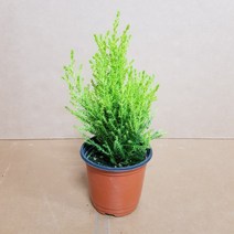 율마(S) 상쾌한 향이 나는 율마 2019 새상품