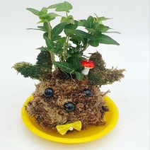 볼 토피얼 식물 화분 만들기2인(식물산세베리아)