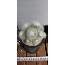 팅커벨선인장 소정군생