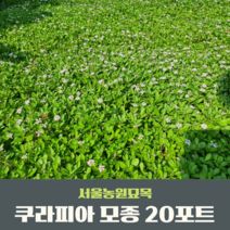 서울농원묘목/쿠라피아 모종 20포트 - 잔디 꽃잔디 정원가꾸기 앞마당 조경꾸미기 전원주택 가드닝, 쿠라피아 20포트묘