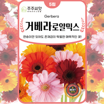 주주씨앗 거베라 꽃 씨앗 5립 꽃씨 봄 여름 가을 겨울 파종 절화용, 1.거베라 로얄믹스 5립