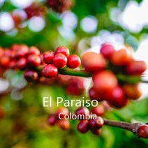 [위트러스트] 콜롬비아 엘 파라이소 플럼 500g Columbia El Paraiso/ 스페셜티 커피 원두, 에스프레소, 1개