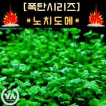 [수초폭탄] 물 속 행운의 클로버 노치도메 (40촉) / 전경수초 초보수초