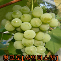 청포도(샤인머스켓)나무 2년생 포트묘 2그루/묘목/나무묘목과일나무