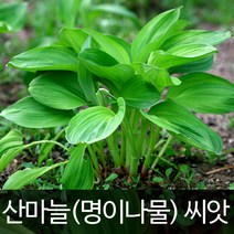 산마늘 씨앗 산마늘씨앗 명이나물 씨앗 명이 50알