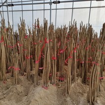 [모든원예조경] 민두릅나무 묘목 (키80cm전후) 두릅묘목