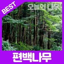 합리적 가격의 우수한 편백나무묘목 포트묘(30cm-1m), 편백나무 포트묘(30cm)