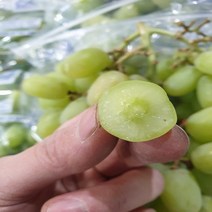 가람상점 씨없는 포도 샤인머스켓 크림슨적포도 애플청포도 블랙사파이어 1kg 2kg 3kg 4kg 8kg, 1개, 수입 애플청포도 2kg