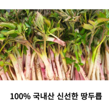 국산 강원도 땅두릅 500g 두릅나물 독활 두릅 독활나물 나물 땅 야생두릅 산지직송 개두릅 참두릅 봄나물 국내산