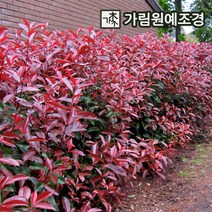 홍가시 가림원예조경, 레드로빈 삽목1년(10개세트)