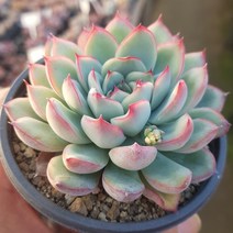 예쁜 다육모아보기 [ 다육이 9종 ], 2번-황홀한연꽃