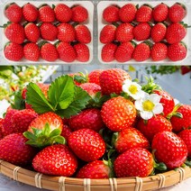 담양 설향딸기 생딸기 1kg 500g 왕딸기, 1kg(특대과)