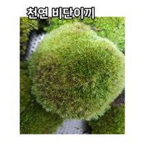 국내산 자연 천연비단이끼17*13cm팩3개 가는흰털이끼 고급화분장식 테라리움 풍란 목 석부작 분재 조경 공기정화식물