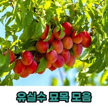유실수 과실수 과일나무 묘목 모음, 피자두접목묘