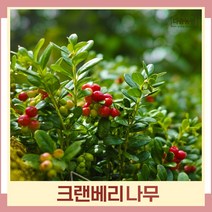 크랜베리나무 묘목 삽목2년생 포트묘 5개