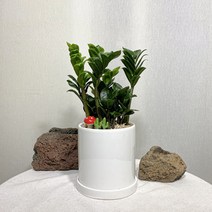 보석금전수 도자기화분완성, 1개