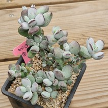 다육식물(호피복랑금) 531(13), 1개