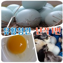 강원고성 자연방목 유황 청계란 유정란 초란 부화용 청란 (난각1번), 대란 40구