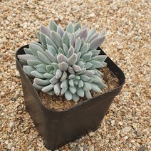 [다육식물]해밀턴(군생)