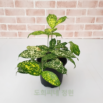 도희씨네 정원>> 은하수 별빛내린 골드세피아 고드세피아 160″ class=”wr-img”></a></div></p></div></p></div></p></div><div class=