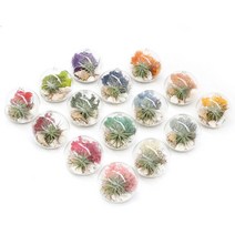 [천삼백케이] [아침향기] 행잉볼 천연 가습 DIY 테라리움 틸란드시아 모스 15colors, 라벤더블루, 행잉볼 DIY