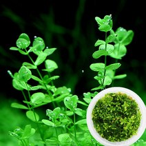 피알피쉬 무균 배양수초 라지펄그라스 (후경 수초)