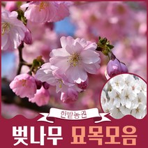 벚꽃나무 묘목 왕벚나무 겹벚나무 수양벚나무 3년생 1년생 특묘 공원수 꽃나무 정원수 가든 원예, 2m50