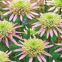 뿌리/에키나세아-체리플러프 뿌리1개 KM1256, 1개